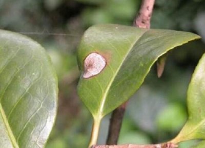 茶花病虫害防治方法 常见病虫害症状及预防