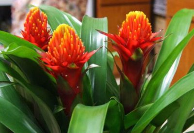 鸿运当头怎么分株繁殖 鸿运当头分株移栽方法和注意事项