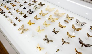 蝴蝶的天敌是什么 蝴蝶的天敌有哪些