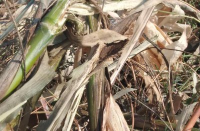 1万块钱在农村养殖什么赚钱 农村养殖什么挣钱多