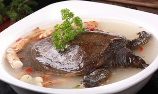 甲鱼忌和什么食物吃 甲鱼不能和什么食物一起吃