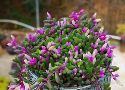 紫玄月花期时间 紫玄月花期是什么时候