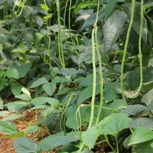 五月份蔬菜有哪些是当季 四五月份吃什么应季蔬菜