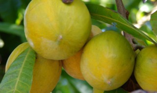 吃鸡蛋果的功效与作用 鸡蛋果的营养价值及功效