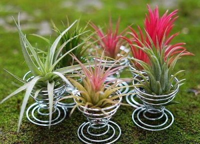 空气凤梨是否怕冻 空气凤梨冬天怎么养护