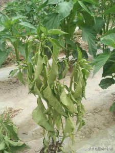 辣椒疫病的症状及防治方法 辣椒疫病用什么药效果最好