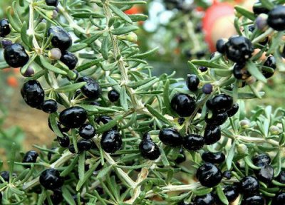 黑枸杞长什么样子 图片 野生黑枸杞是什么颜色