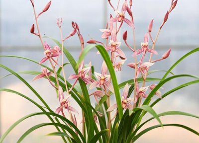 兰花种植后如何判断服盆 快速服盆期兰花的养护技巧