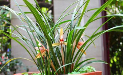 为什么蕙兰开过花后不容易复花 蕙兰不开花是什么原因