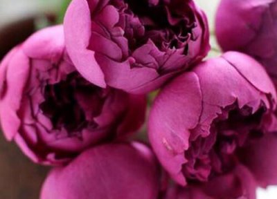 秋日胭脂月季是藤本还是灌木 秋日胭脂月季属于藤本还是灌木