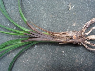 兰花出现茎腐病怎么办 兰花茎腐病最有效的治疗方法