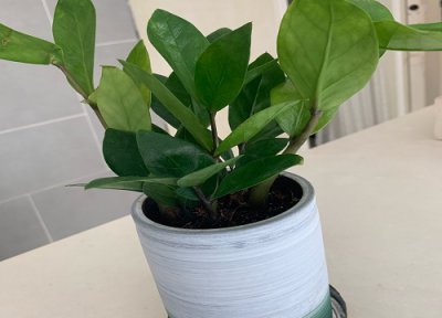 金钱树如何养护猛长粗芽粗笋 金钱树长的芽又细又长怎么办