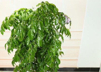 室内养幸福树 幸福树室内养还是室外养好