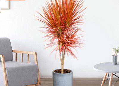 马尾铁的养殖方法和注意事项 放在家里怎么养护能养活