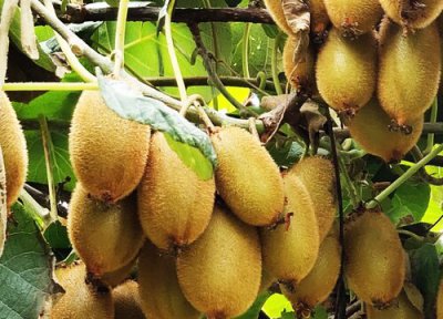 猕猴桃几月份种植最好 什么季节种植最好