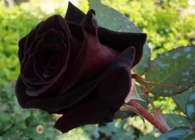 月季花春天怎么修剪 春季月季花谢后如何修剪