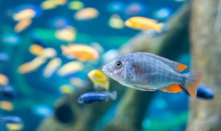 鱼缸过滤棉很脏多久清洗 多久清洗一次鱼缸过滤棉