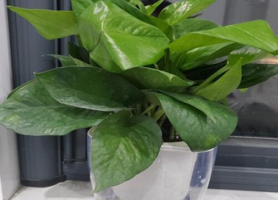 水培绿萝烂根怎么办 教你一招救活根部发霉腐烂的绿萝