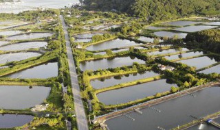 对虾养殖新手该注意什么 虾养殖新手该注意哪些事项