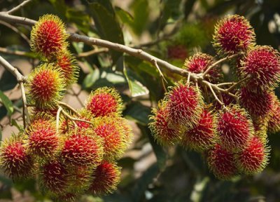 红毛丹一天吃几个最好 吃红毛丹的好处与禁忌