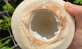 减肥可以喝椰青吗 减肥期间能不能喝椰青