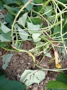 红薯什么时候控旺效果好 种植红薯为什么要翻藤控旺