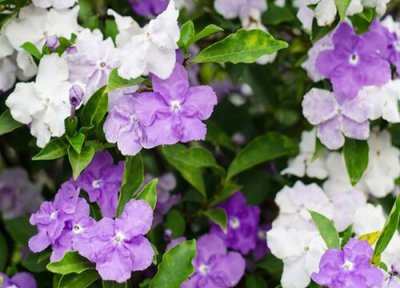 鸳鸯茉莉生长习性 鸳鸯茉莉的养殖方法和注意事项有哪些