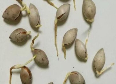 银杏果发芽环境 银杏果怎么发芽快