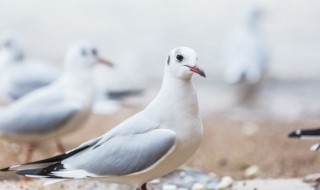 什么季节吃鸽子好 吃鸽子有什么好处