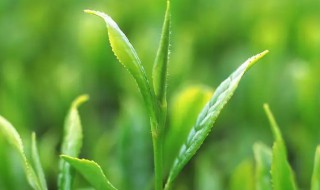 做奶茶可以用绿茶叶吗 做奶茶能用绿茶叶吗