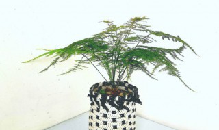 适合放女孩卧室招财的植物 适宜放在卧室的植物有哪些