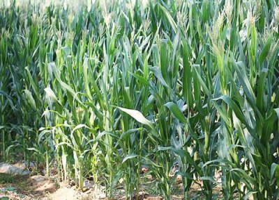 豫单802玉米种子介绍 豫单802品种种植表现、价格