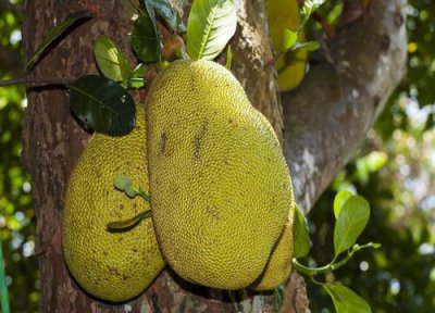 菠萝蜜是热带水果吗 菠萝蜜属于热带水果吗