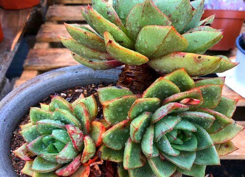 多肉植物夏天怎么浇水度夏