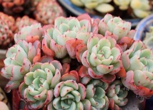 多肉植物夏天怎么浇水度夏