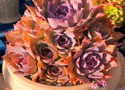 多肉植物夏天怎么浇水度夏