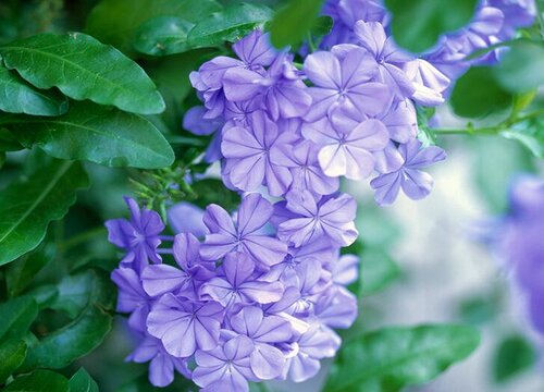 四季开花好养活又好看的花卉盆栽