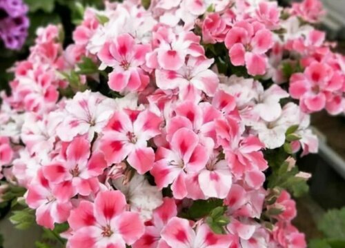 四季开花好养活又好看的花卉盆栽