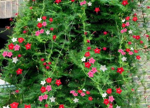 四季开花好养活又好看的花卉盆栽