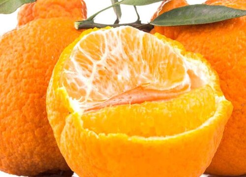 不知火几年结果实