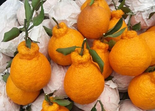 不知火几年结果实