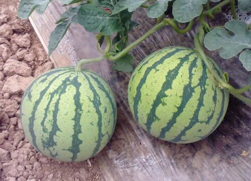 西瓜喜水还是喜旱