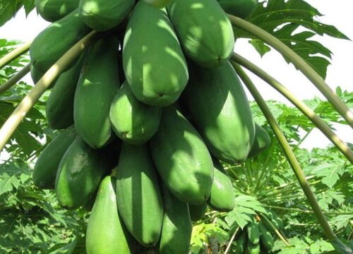 青木瓜什么时候成熟
