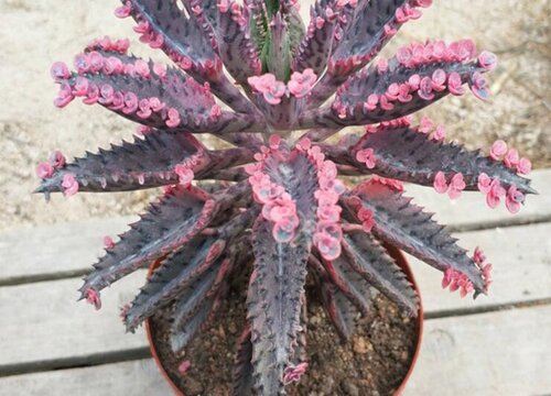 不死鸟锦怎么修剪好看