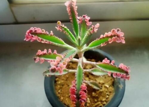 不死鸟锦怎么修剪好看