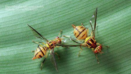 苦瓜苗期有哪些病虫害