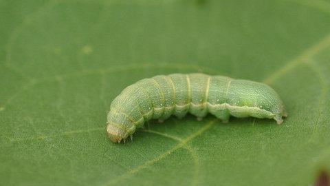 苦瓜苗期有哪些病虫害