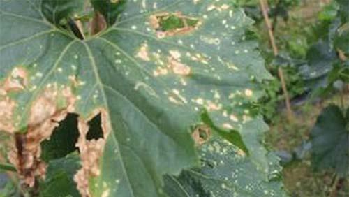 苦瓜苗期有哪些病虫害