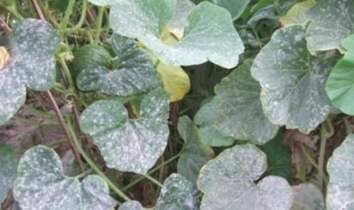 苦瓜苗期有哪些病虫害