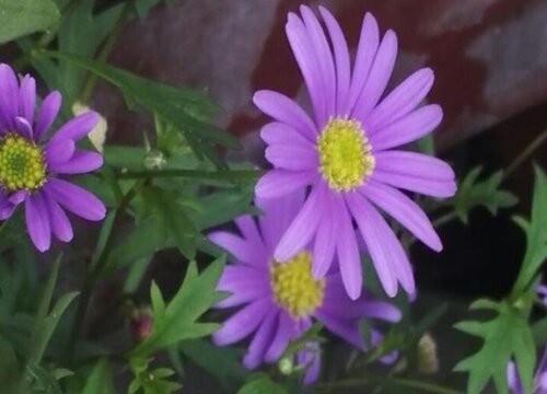 姬小菊是多年生还是一年生的花卉植物